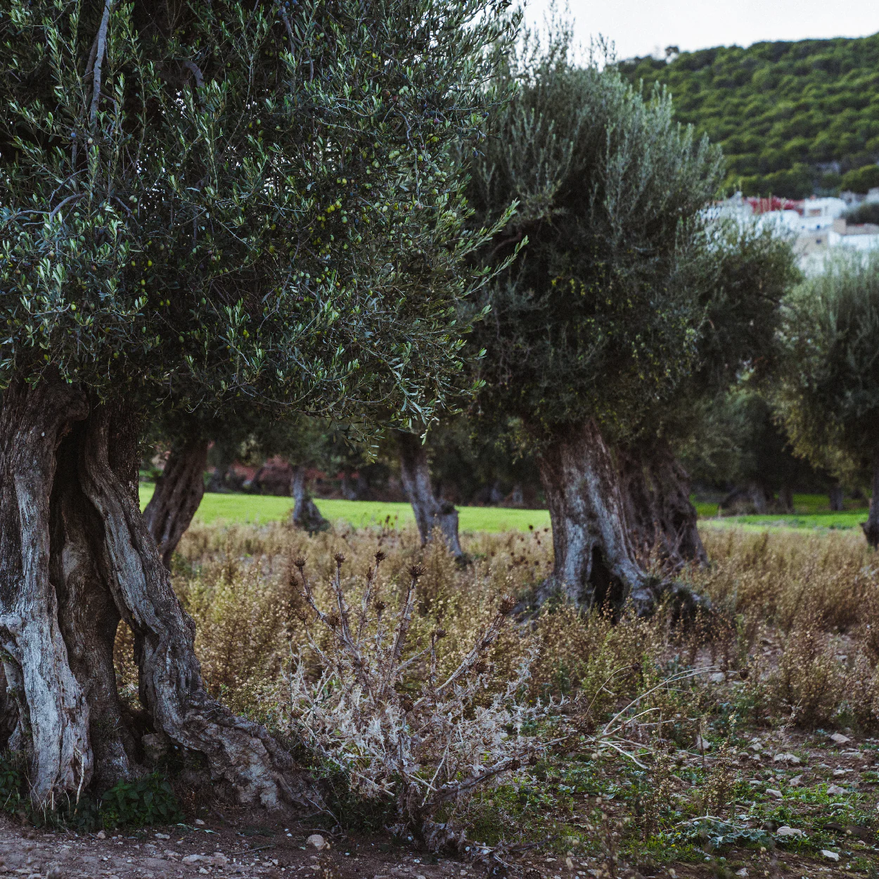 Unfiltered Organic Extra Virgin Olive Oil - Image 5
